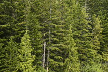 Douglas fir forest green conifers trees clipart