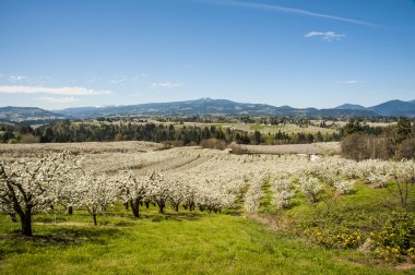 Apple orchards in spring clipart