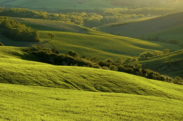 Italian fields — Stock Photo, Image