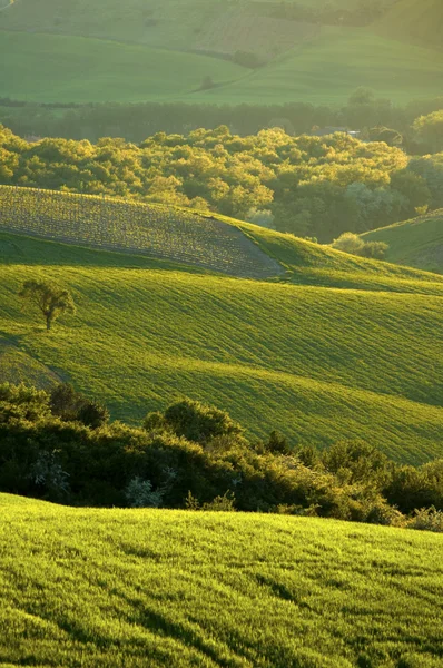 Paesaggio rurale in Toscana — Foto Stock