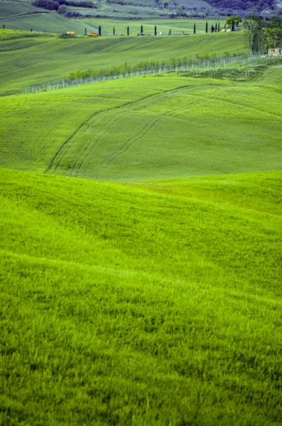 Campos verdes de trigo — Fotografia de Stock