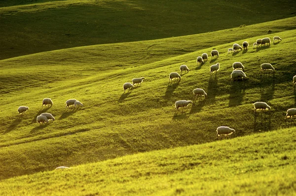 stock image Sheep in Tuscany