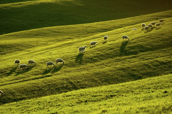 stock image Sheep in Tuscany