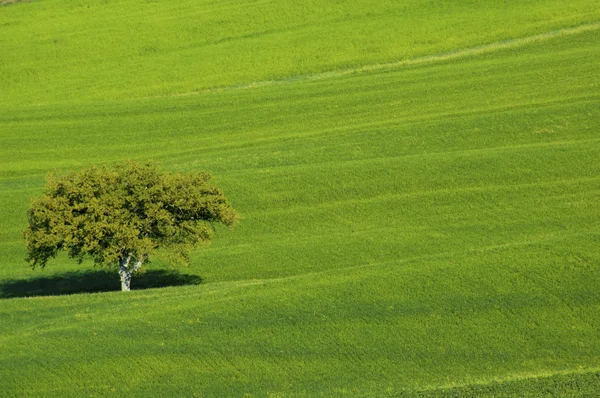 Поле с оливковым деревом — стоковое фото