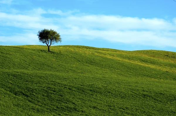 Piękne lato krajobraz z jednego drzewa — Zdjęcie stockowe