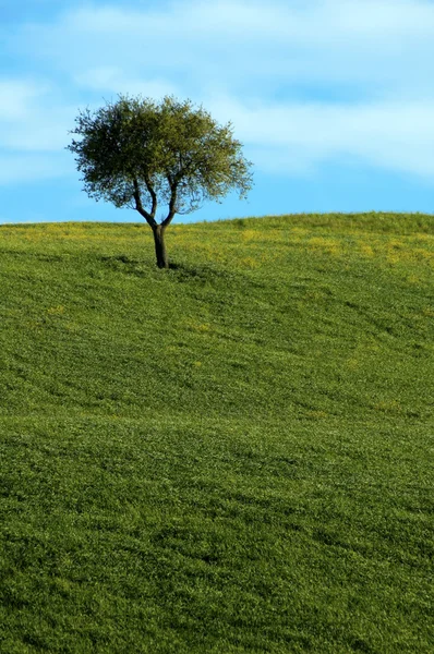 Krásné letní krajina s jediný strom — Stock fotografie
