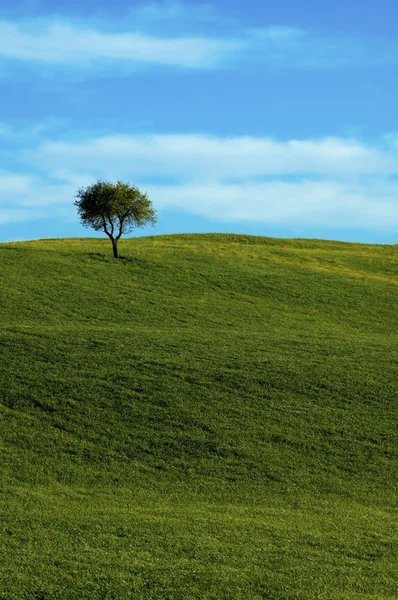 Beautiful summer landscape with single tree — Stock Photo, Image