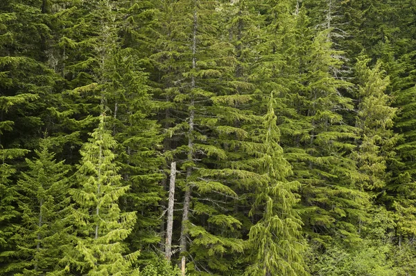 Douglas fenyő erdő zöld fenyők fák — Stock Fotó