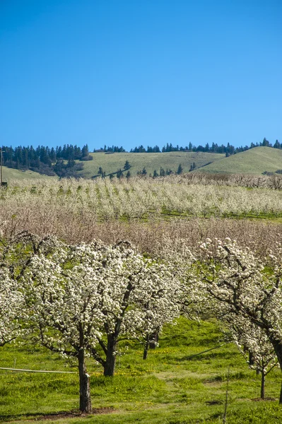 Frutteti di mele in primavera — Foto Stock