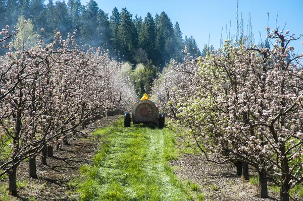 Farmář rozprašování pesticidů na jabloních — Stock fotografie