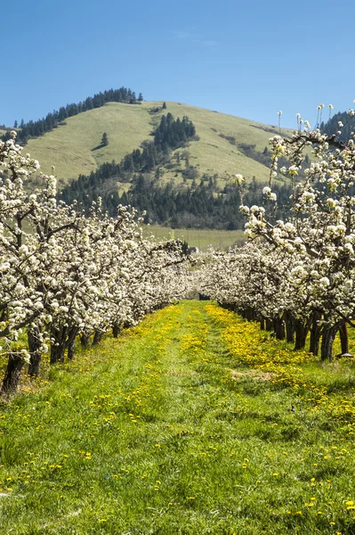 Jablečné sady na jaře — Stock fotografie