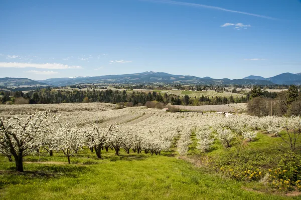 Appelboomgaarden in het voorjaar van — Stockfoto