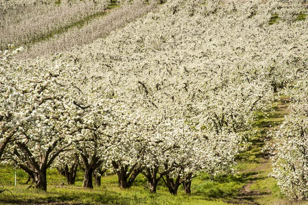 Apple orchards in spring — Stock Photo, Image