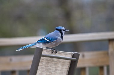 Blue Jays Are Making a Comeback clipart