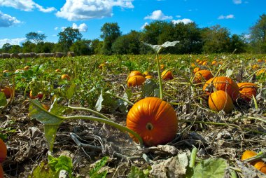 Pumpkins in Field with Vivid Clouds clipart