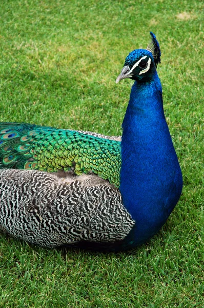 Peacock นั่งบนหญ้า — ภาพถ่ายสต็อก