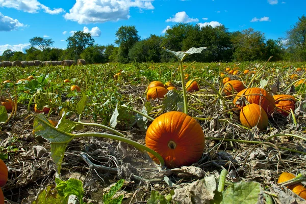 Stock image Pumpkins in Field with Vivid Clouds