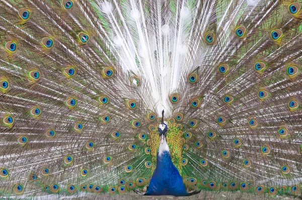 Peacock volledige show — Stockfoto