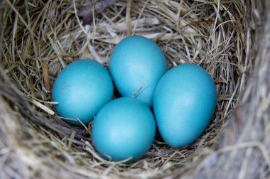 dört robin yumurta yuvada