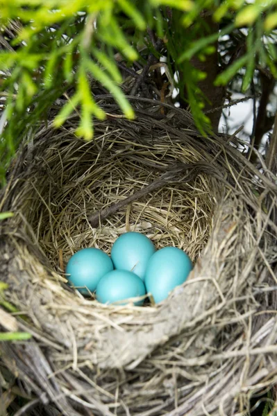 Dört robin yumurta yuvada — Stok fotoğraf