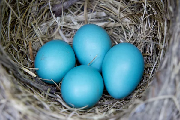 Cuatro huevos Robin en el nido Imagen De Stock