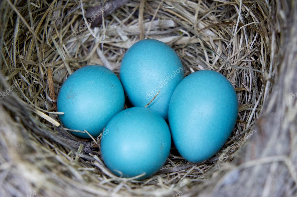 Four Robin Eggs In Nest Stock Photo By C Polarfish