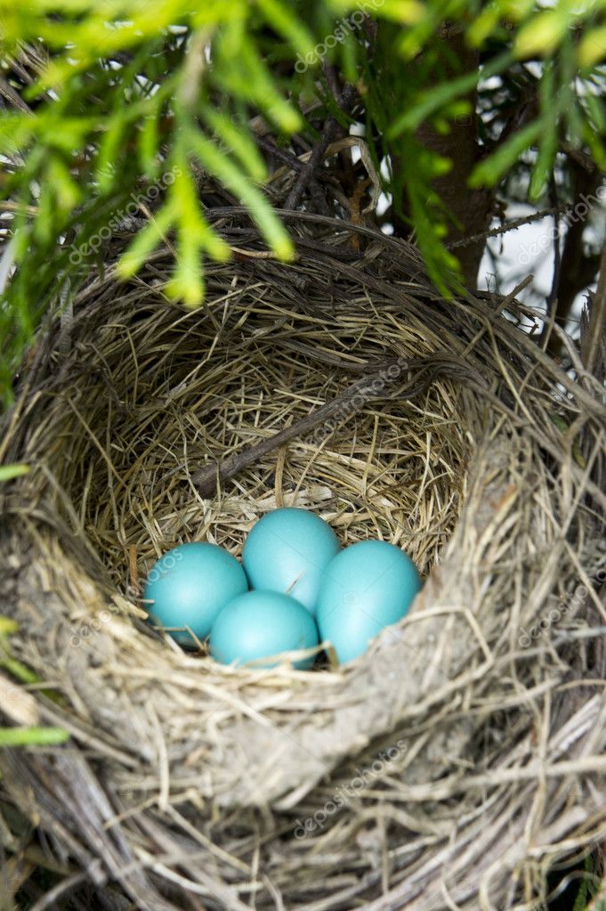 Four Robin Eggs In Nest Stock Photo By C Polarfish