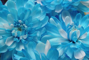 Blooming Blues clipart