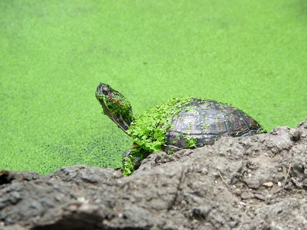 Yeşil pond turtle