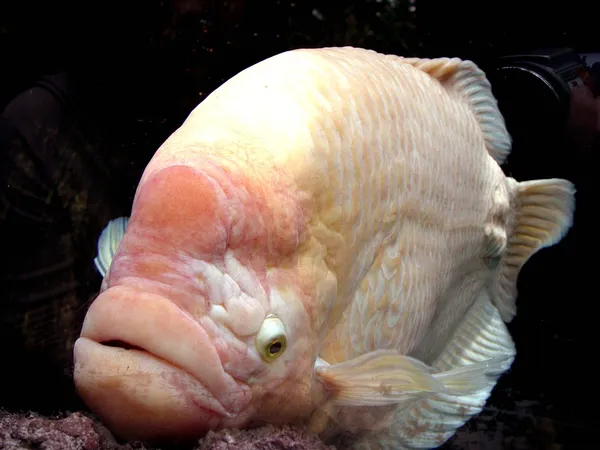 Albino Fish with Big Lips — Stock Photo, Image