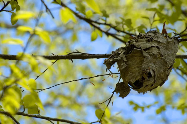 Гніздо з плафоном яскраві дерево — стокове фото