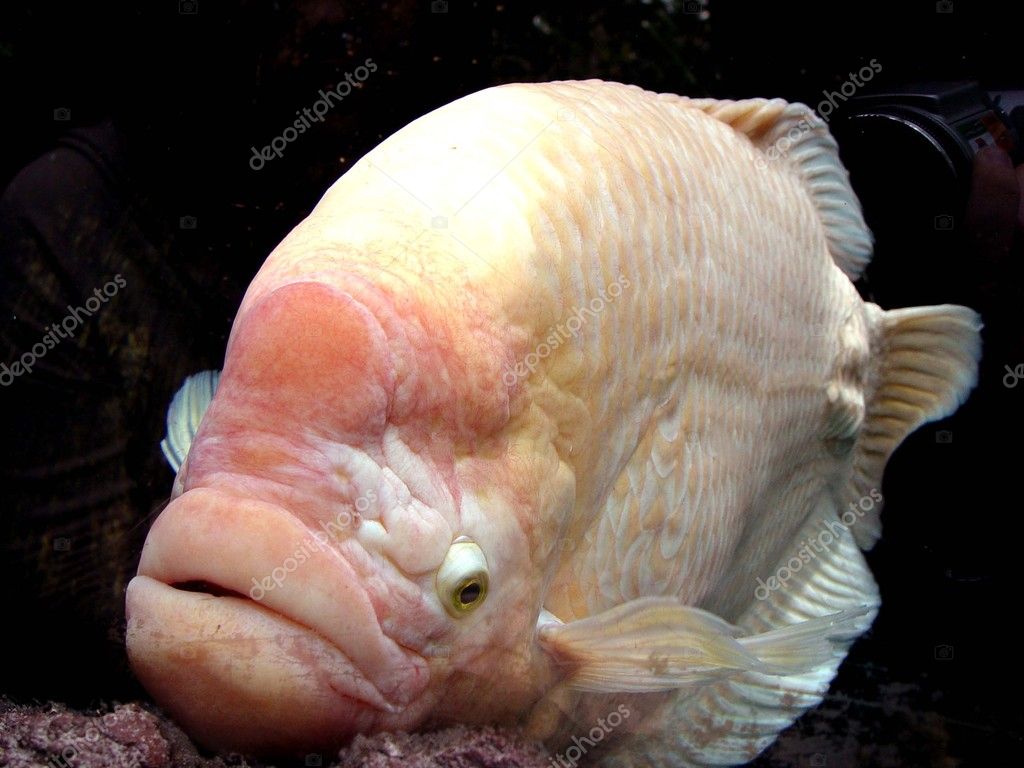 depositphotos_9963706-stock-photo-albino-fish-with-big-lips.jpg