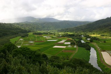 Hawaii taro alanları