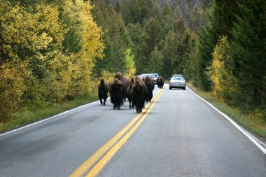 buffalo Road