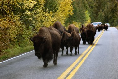 Buffalo In Road clipart