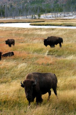 Buffalo at Yellowstone clipart