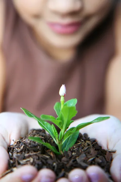 Lány gazdaság növény — Stock Fotó