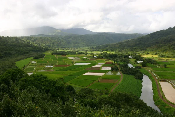 Na Hawajach taro pola — Zdjęcie stockowe
