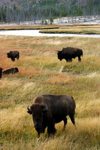 Buffalo a Yellowstone — Stock Fotó
