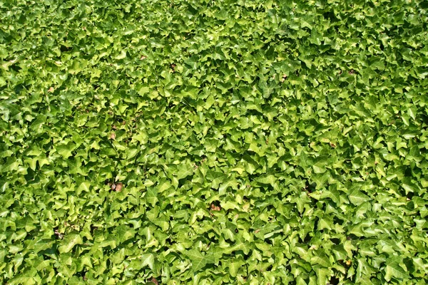 stock image Green Leaves