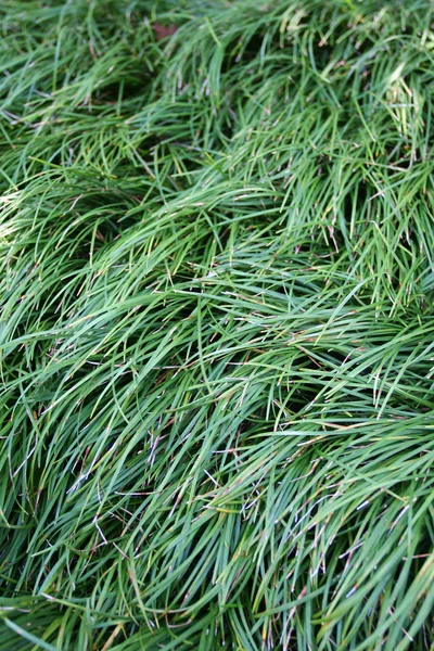 stock image Grass