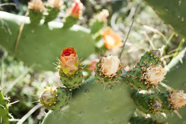 stock image Flowers of cactus