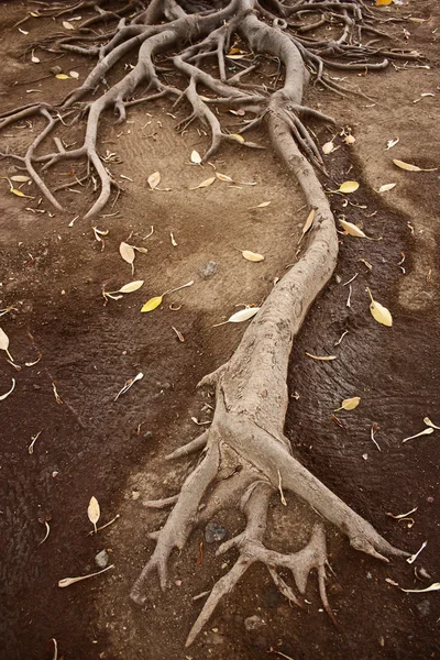 stock image Root spreading