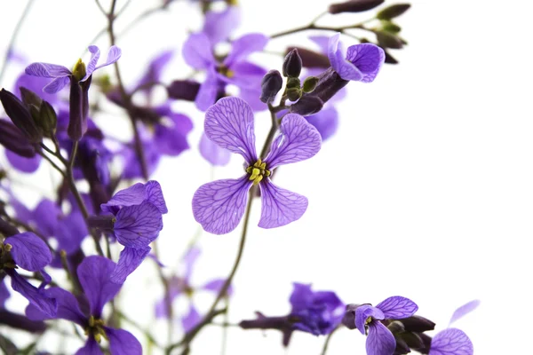 stock image Wild purple flowers