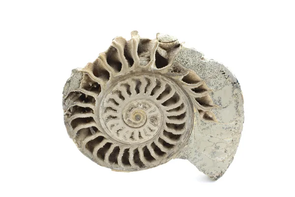 Ammonite — Stock Photo, Image