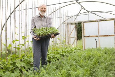 Organic Farmer Holding Tray Of Seedlings In Greenhouse clipart