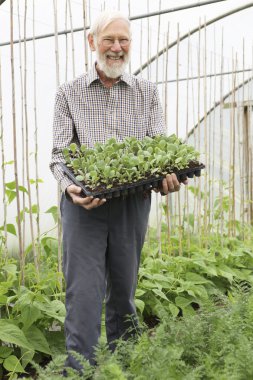 Organic Farmer Holding Tray Of Seedlings In Greenhouse clipart