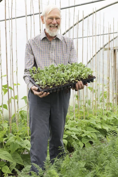 stock image Organic Farmer Holding Tray Of Seedlings In Greenhouse