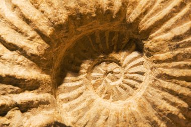 detayını Ammonit