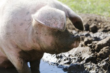 Pig In Mud clipart